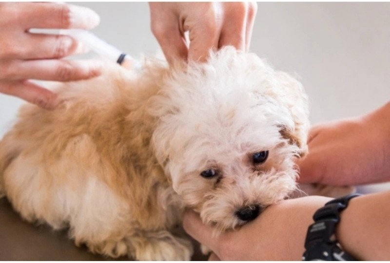 Vaccine Schedules by Age: Tailored Plans for Puppies and Kittens