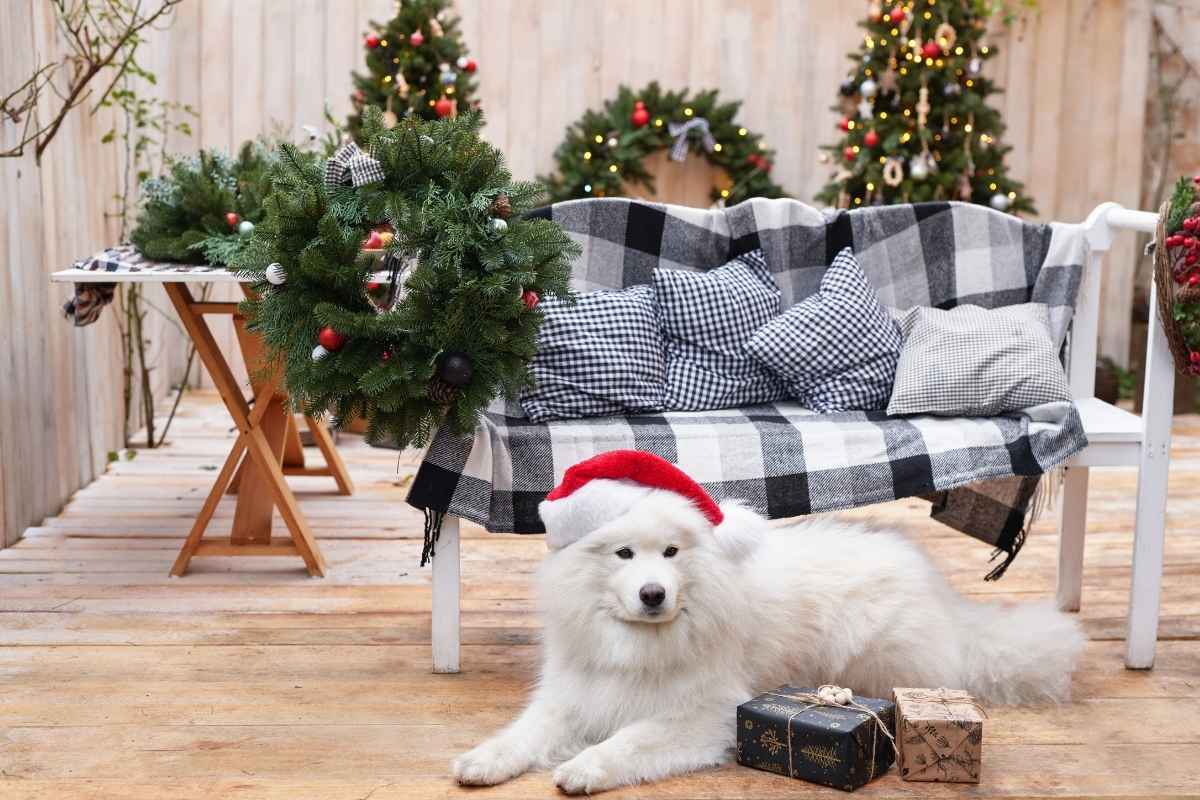 how to create a safe space for pets during christmas celebrations