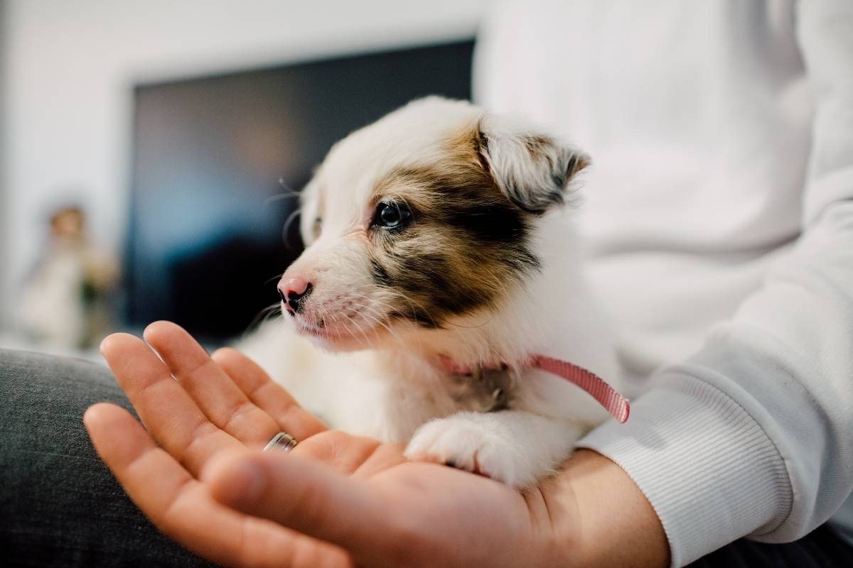 spaying-neutering-puppies-kittens-timing-benefits