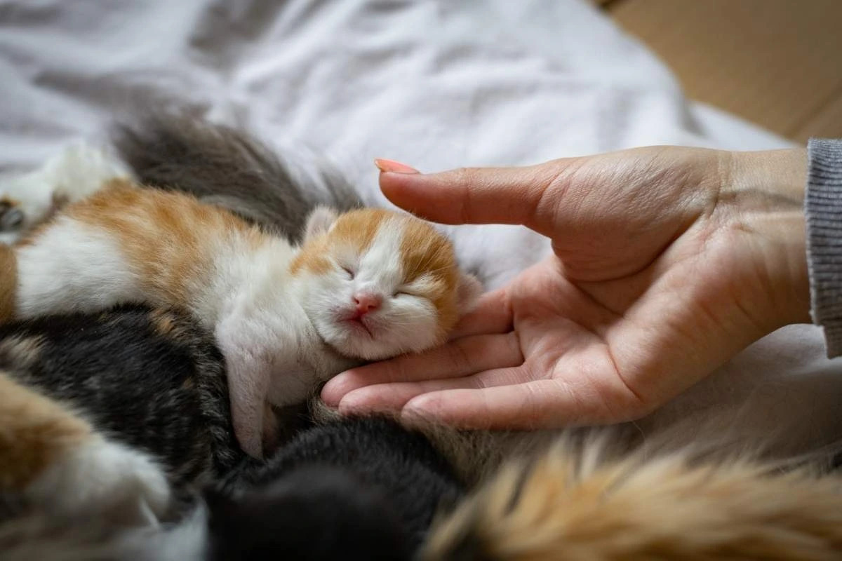 3-3-3-rule-for-kittens-beginners-guide