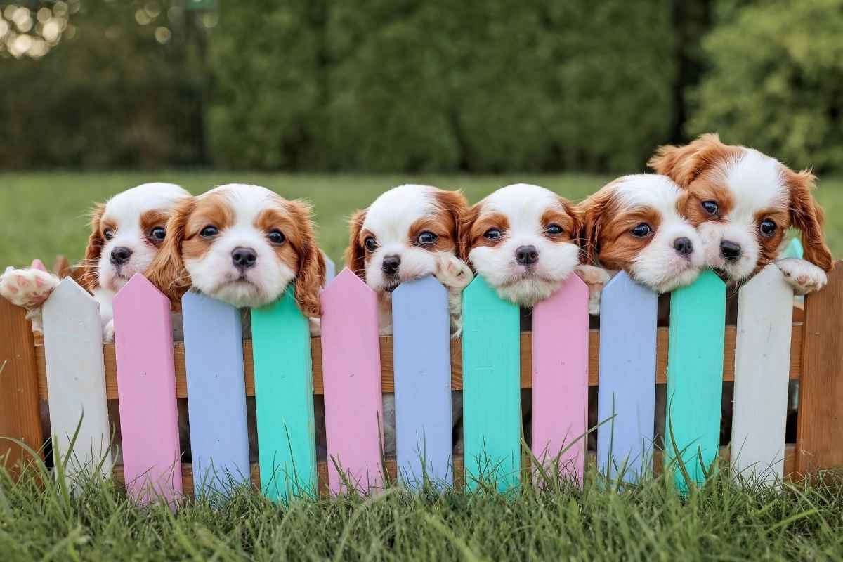 celebrate-national-puppy-day